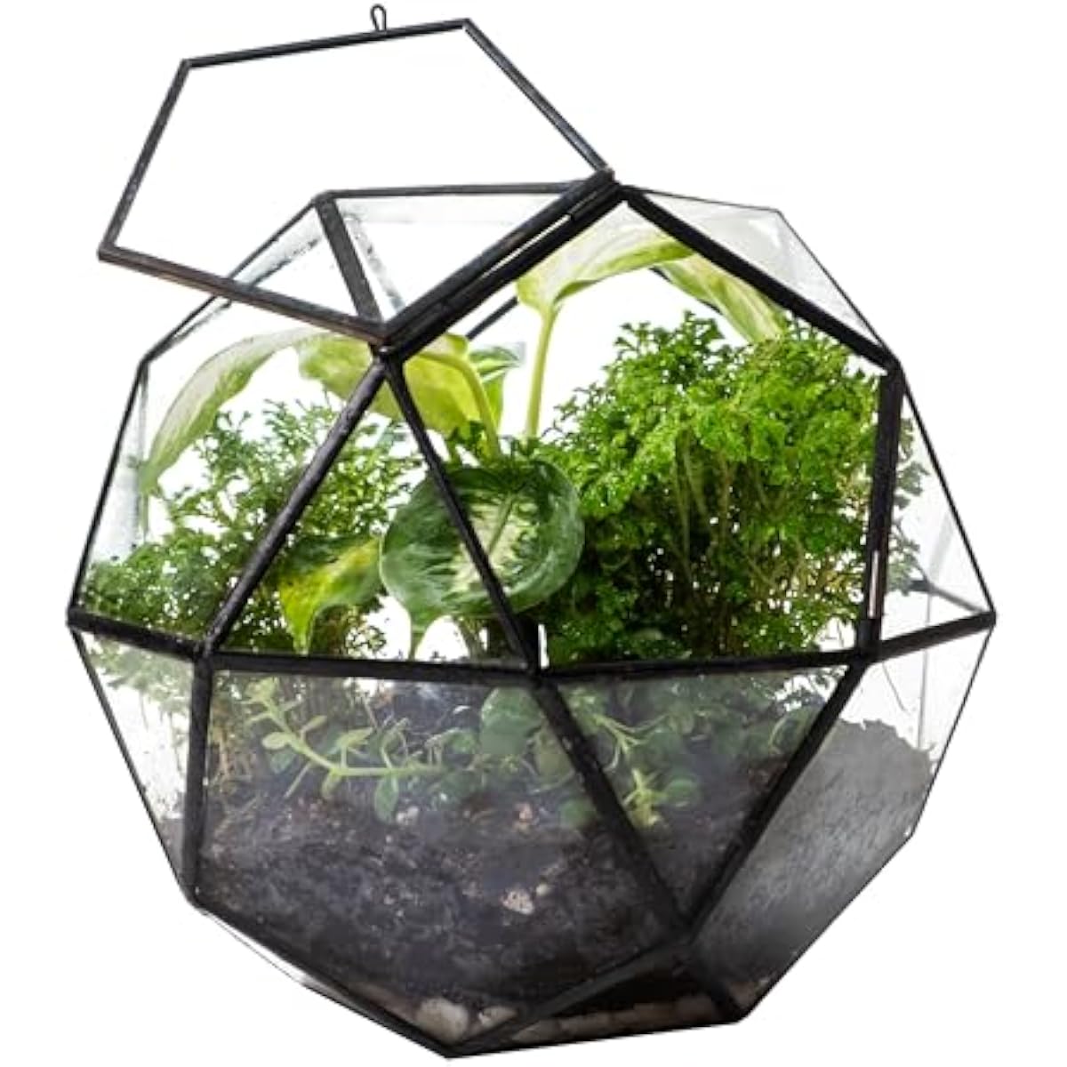 Glass Door Hinge - Geometrische bolterrarium met scharnierende deur |